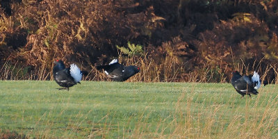 Black Grouse, Stockie Muir, Clyde