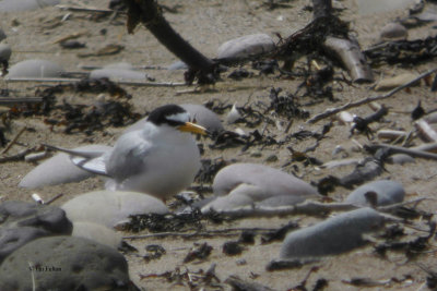 Little Tern, Montrose Beach, Angus