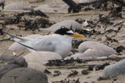 Little Tern, Montrose Beach, Angus