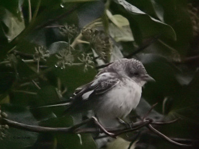 Masked Shrike, Kilrenny, Fife