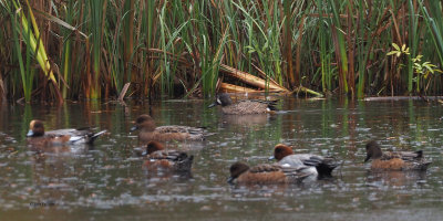 Blue-winged Teal, Ladies Pond-Milngavie, Clyde