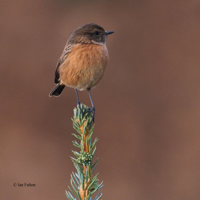 Stonechat, Burncrooks, Clyde