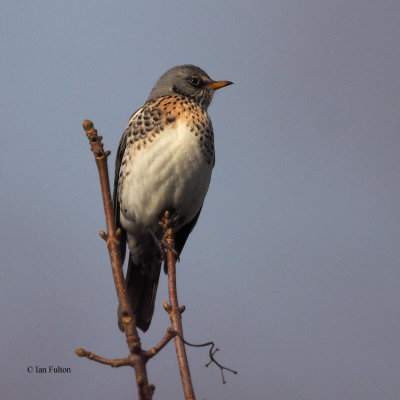 Fieldfare, RSPB Baron's Haugh, Clyde