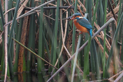 Kingfisher, RSPB Baron's Haugh, Clyde