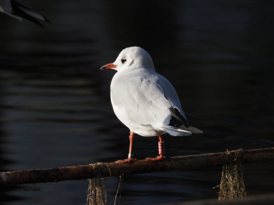 Black-headed Gull, Balloch, Clyde