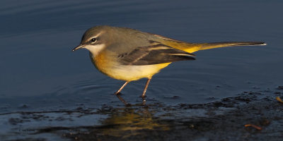 Grey Wagtail, Strathclyde Loch, Clyde