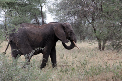 African Elephant, Tarangire NP