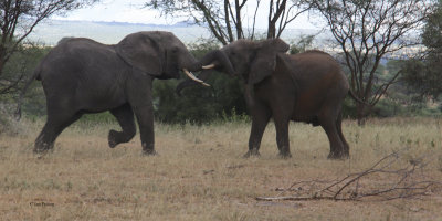 African Elephant, Tarangire NP