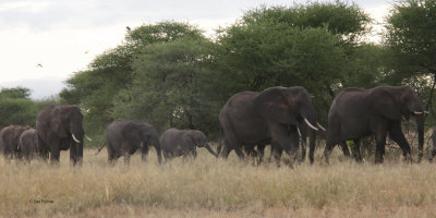 African Elephant, Tarangire NP