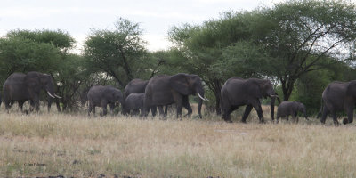 African Elephant, Tarangire NP