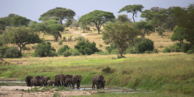 African Elephant, Tarangire NP