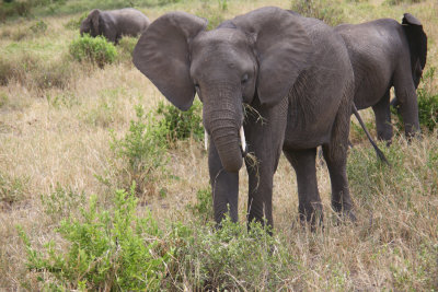 African Elephant, Tarangire NP