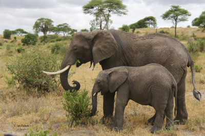 African Elephant, Tarangire NP