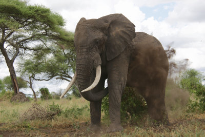 African Elephant, Tarangire NP