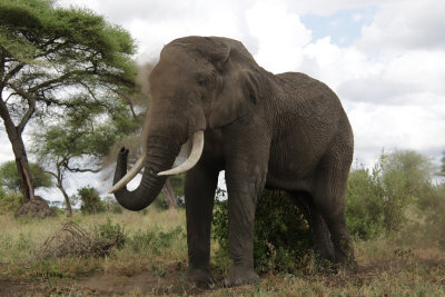 African Elephant, Tarangire NP
