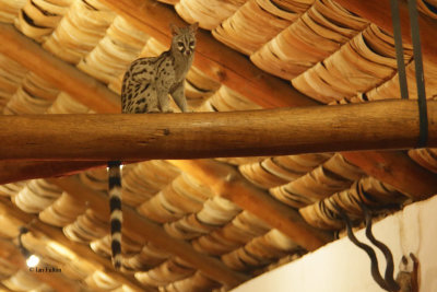 Genet, Ndutu Safari Lodge