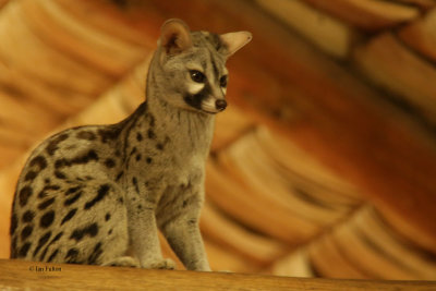 Genet, Ndutu Safari Lodge