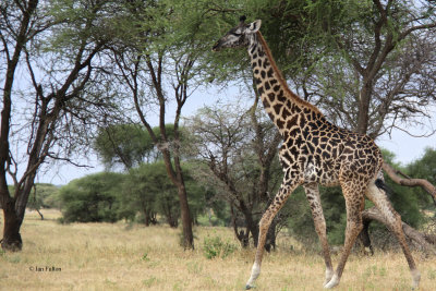 Masai Giraffe, Tarangire NP