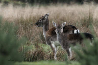 Fallow Deer, Loch Lomond NNR