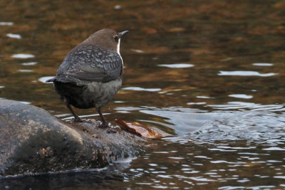 Dipper, Loch Lomond NNR, Clyde