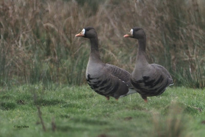 Greenland White-fronted Geese, Loch Lomond NNR, Clyde