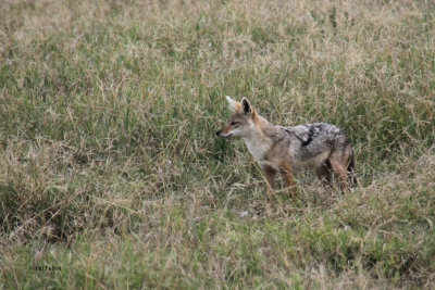 African Golden Wolf, Ngorongoro crater