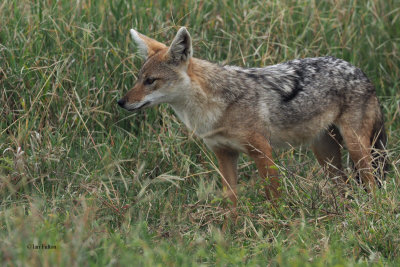 African Golden Wolf, Ngorongoro crater