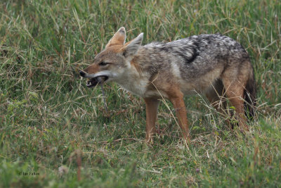 African Golden Wolf, Ngorongoro crater