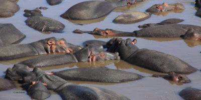 Hippopotamus, Serengeti NP