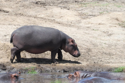 Hippopotamus, Serengeti NP