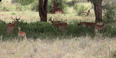 Impala. Tarangire NP