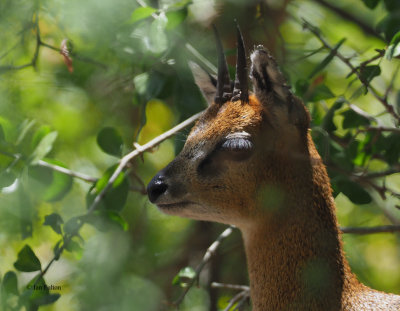 Klipspringer, Lake Manyara NP
