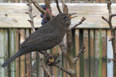 Blackbird, Baillieston, Glasgow