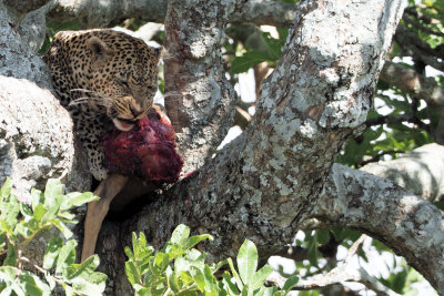 Leopard, Serengeti NP