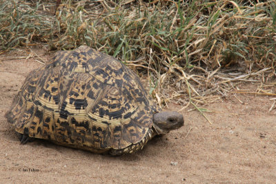 Leopard Tortoise, Tarangire NP