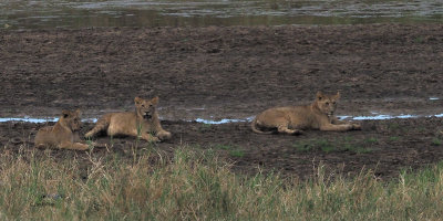 Lion, Tarangire NP