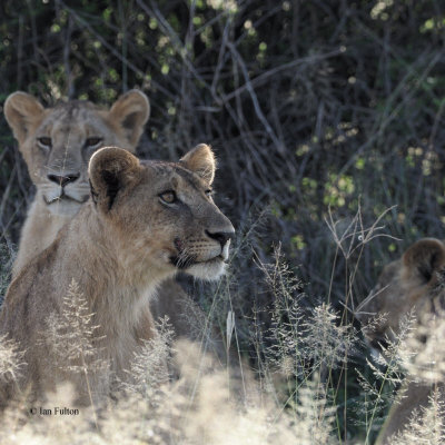 Lion, Tarangire NP