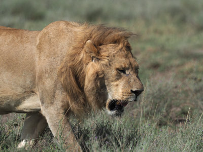 Lion,Serengeti NP