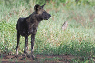 African Painted Wolf, Serengeti NP