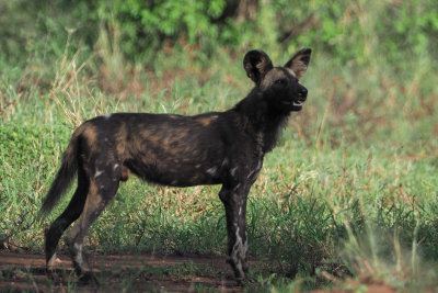 African Painted Wolf, Serengeti NP