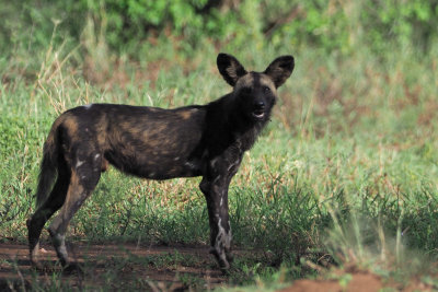 African Painted Wolf (Wild Dog)
