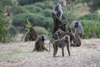 Olive Baboon, Tarangire NP