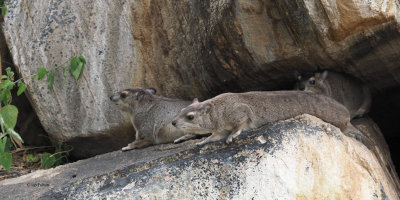 Rock Hyrax, Tarangire NP