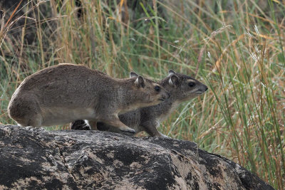 Rock Hyrax, Tarangire NP