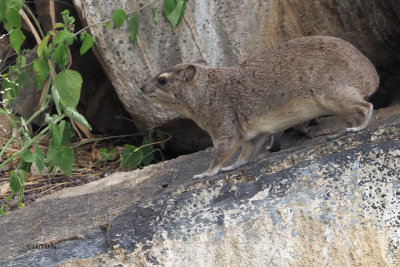 Rock Hyrax, Tarangire NP