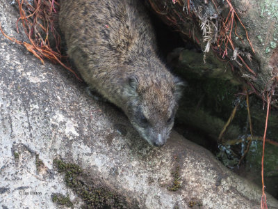 Southern Tree Hyrax, Ngorongoro Sopa Lodge garden