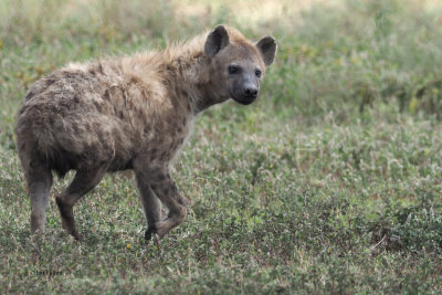 Spotted Hyaena, by Lake Ndutu