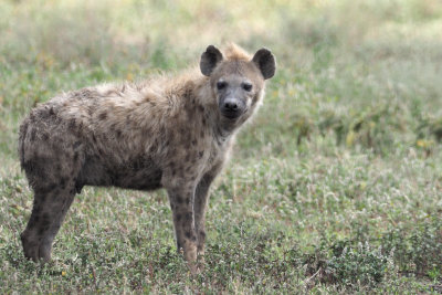 Spotted Hyaena, by Lake Ndutu