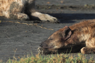 Spotted Hyaena, by Lake Ndutu