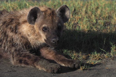 Spotted Hyaena, by Lake Ndutu